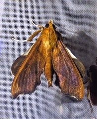 Anarmodia