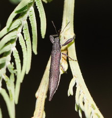 Rhinotia phoenicoptera