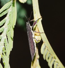 Rhinotia phoenicoptera