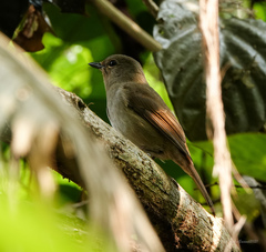 Cyornis unicolor