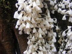 Calyptella longipes