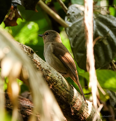 Cyornis unicolor