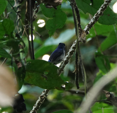 Niltava macgrigoriae