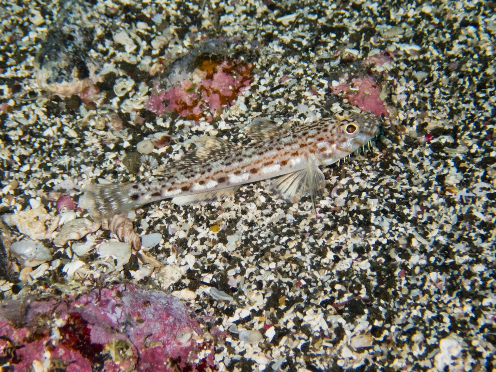 Hairychin Goby