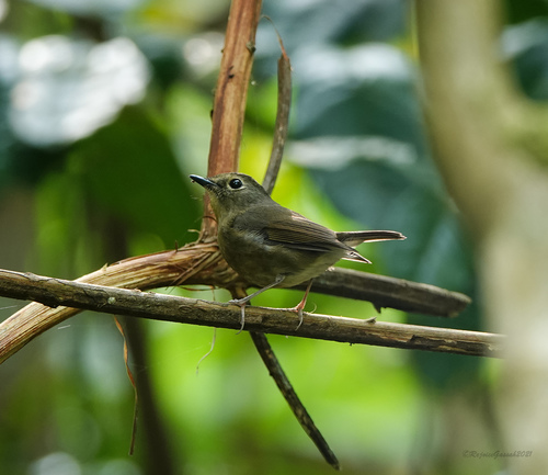 Snowy-browed Flycatcher (Ficedula hyperythra), photo 10