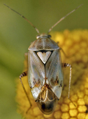 Lygus gemellatus