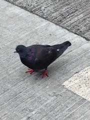 Columba livia domestica
