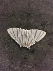 Urapteroides astheniata