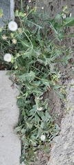 Sonchus oleraceus
