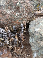 Myriopteris clevelandii