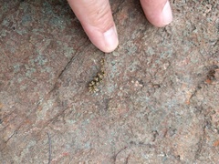 Myriopteris clevelandii