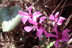 Cyclamen alpinum