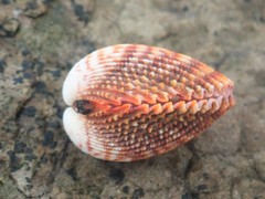 Vasticardium vertebratum