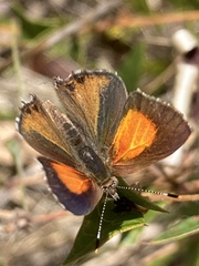 Paralucia pyrodiscus lucida