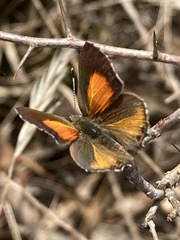 Paralucia pyrodiscus lucida
