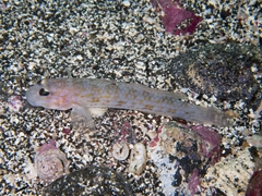 Hoshino's Sandgoby photo 3
