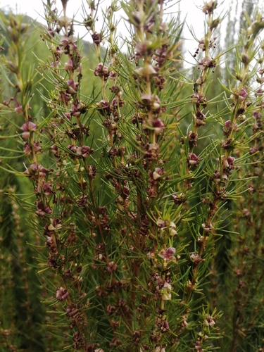 Image of Cliffortia burchellii by (c) Corne Brink, some rights reserved (CC BY-SA)