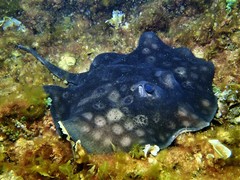 Urolophus circularis