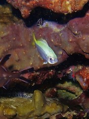 Caesioscorpis theagenes