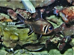 Trachichthys australis