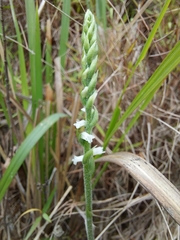 Spiranthes flexuosa