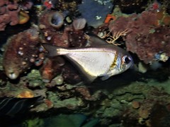 Pempheris klunzingeri