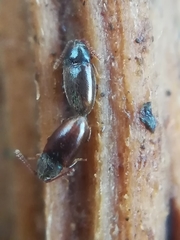 Atomaria nigrirostris