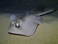 Trygonoptera personata