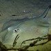 Western Shovelnose Stingaree - Photo (c) J. Martin Crossley, some rights reserved (CC BY-NC-SA), uploaded by J. Martin Crossley