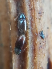 Atomaria nigrirostris