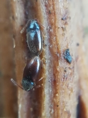 Atomaria nigrirostris