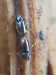 Atomaria nigrirostris