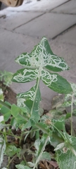 Phytomyza horticola