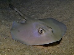 Trygonoptera personata