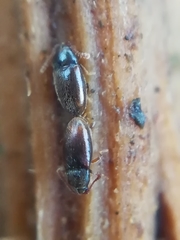 Atomaria nigrirostris
