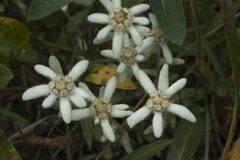 Leontopodium ochroleucum