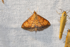 Ecpyrrhorrhoe rubiginalis