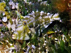 Scobinichthys granulatus