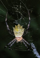 Argiope flavipalpis