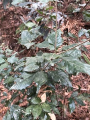 Lithocarpus konishii