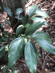 Cinnamomum osmophloeum