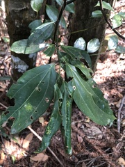 Cinnamomum osmophloeum