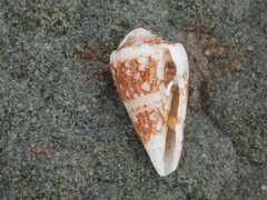 Conus ammiralis