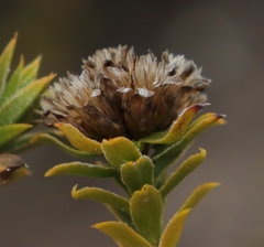 Oedera steyniae