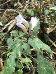 Strobilanthes pentastemonoides