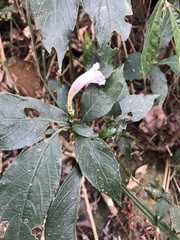 Strobilanthes pentastemonoides