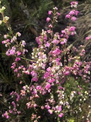 Erica melanthera