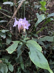 Strobilanthes pentastemonoides