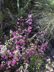 Erica melanthera