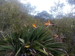 Strelitzia reginae reginae